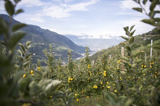 ErnteProduktion(c)Kohl Bergapfelsaefte Foto Alex Filz (2).jpg