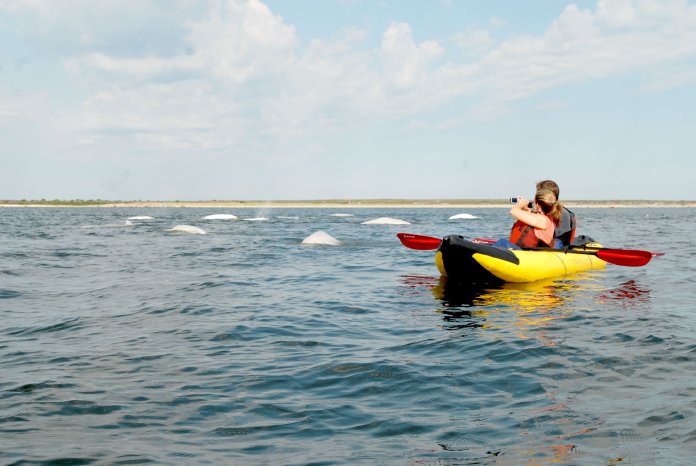 Kayak with belugas-Sea North Tours_ (c) Travel Manitoba.JPG