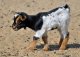 Tierische Fälle vor Gericht