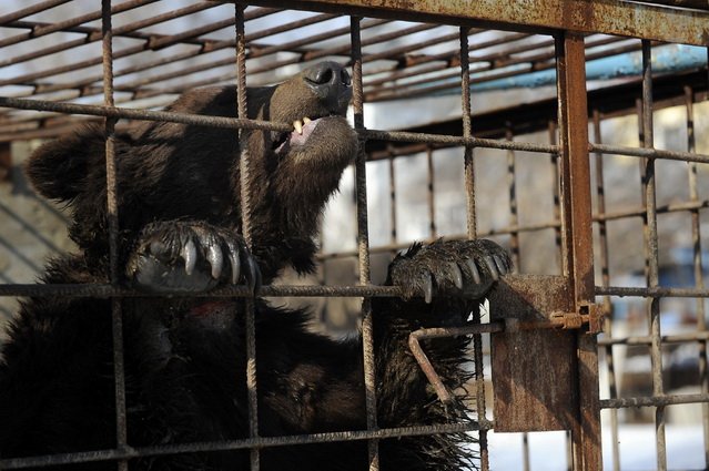 Braunbär Potap in seinem winzigen Gehege in Luhansk, 2 (C) VIER PFOTEN.JPG