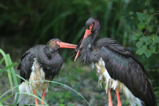 Schwarzstorch.jpg