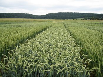 Versuchsparzellen mit Weizen. Foto Universität Hohenheim.jpg