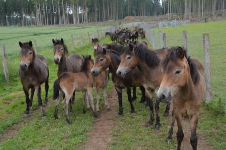 Der Hutewald Solling der Niedersächsischen Landesforsten beheimatet den größten Bestand an Exmoorponys / Foto: Naturpark