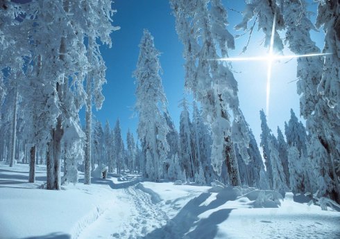 winterwald.jpg