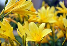 Taglilienparadies Bad Zwischenahn