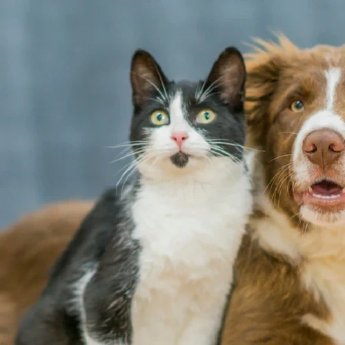 blogbeitrag-emmi-pet-hund-und-katze-vergesellschaften-so-gelingt-das-zusammenleben-hund-und-kat.webp