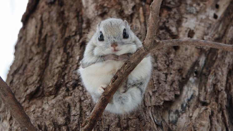 europa-estland-tiere-flughoernchen-istock__2_ (1).jpg