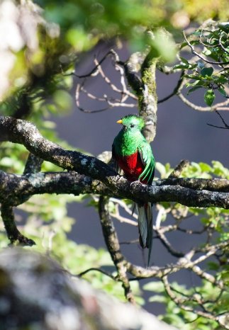Quetzal © Nicman.jpg