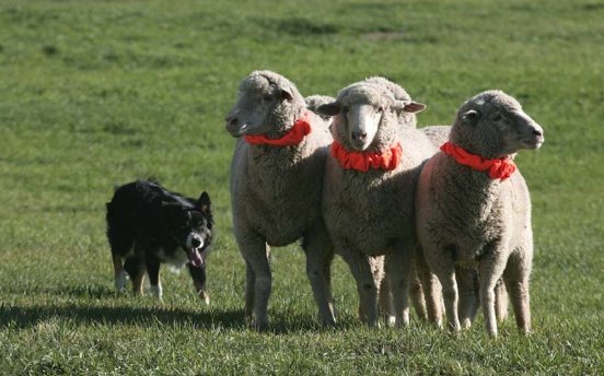 Sheepdog Championships.jpg