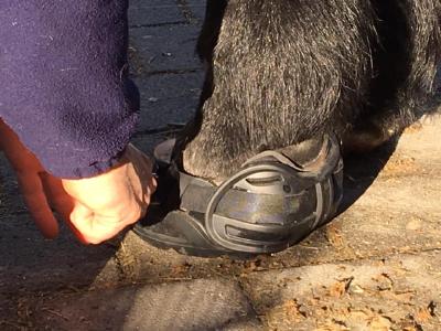 Swiss Galoppers - Armin Eberle zieht seinem Pferd die Hufschuhe an.