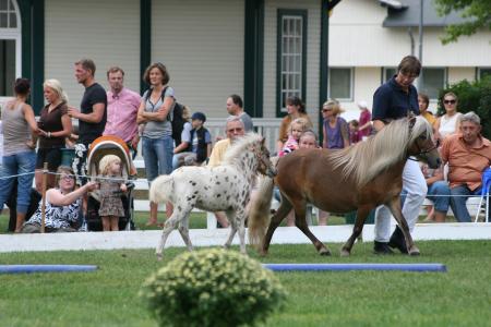 15. Shetland-Pony-Festival im Sportpark