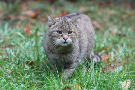 Die Europaische Wildkatze Eine Scheue Waldbewohnerin Wildpark Mv Natur U Umweltpark Gustrow Ggmbh Pressemitteilung Lifepr