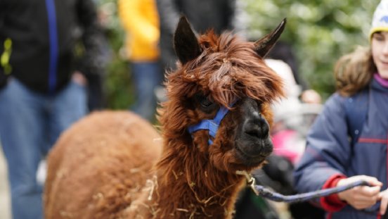 Alpakatouren_beim_Frühlingsfest_im_Wildpark_Schwarze_Berge.JPG
