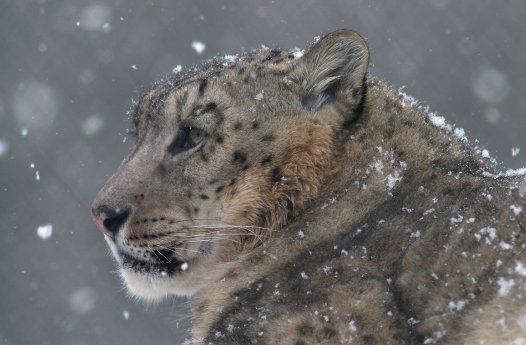 Snow leopard.jpg