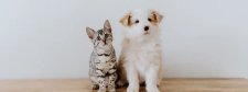 Katze und Hund sitzen nebeneinander