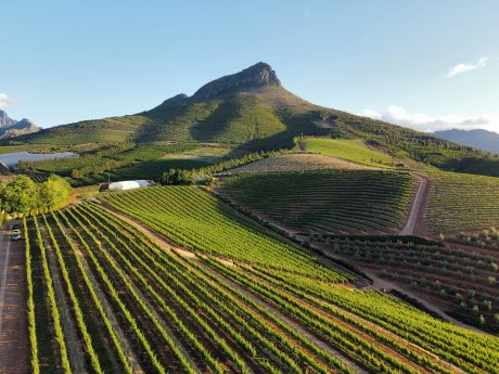 Stellenbosch_Wein.jpg