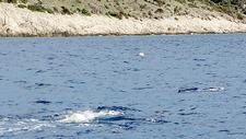 Ein Delfin hatte sich im Netz verfangen und zieht die Markierungsboje sehr schnell hinter sich her, ein zweiter Delfin eilt zu Hilfe; Foto: S.Gamauf