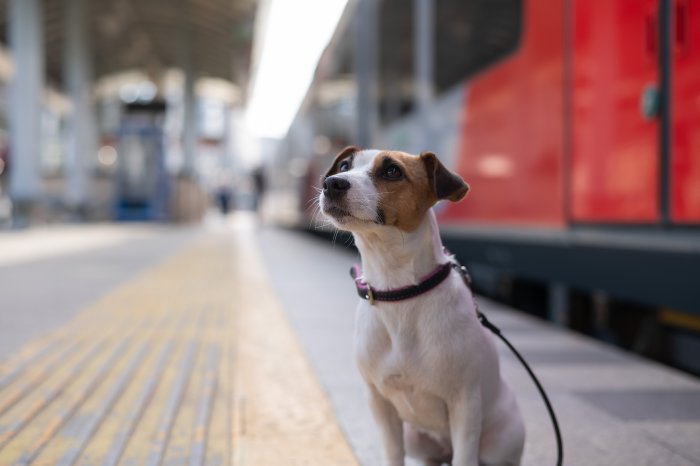devk-pm-2025-05-07-thh-hund-auf-reisen-bahn-jack-russell-terrier---stock-adobe-com.jpeg
