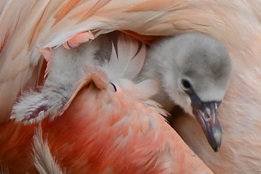 Flamingo-Küken 2016_PRESSE.jpg