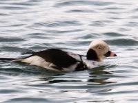 Die Eisente (Clangula hyemalis) ist Seevogel des Jahres 2017 und überwintert in großen Zahlen in der deutschen Ostsee (Foto: Mirko Hauswirth)