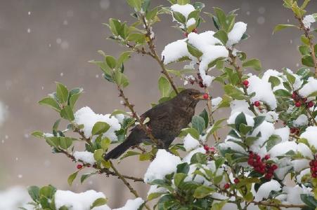 Weibliche Amsel in einem Ilex-Strauch, dessen Früchte schon stark gelichtet sind am 08.01.2021