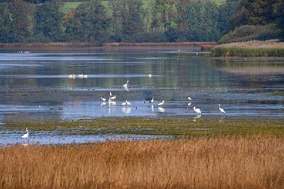 Foto: Naturschutzinitiative e.V. (NI) - Silberreiher, Höckerschwäne und Enten vor Röhrichtstreifen am Dreifelder Weiher