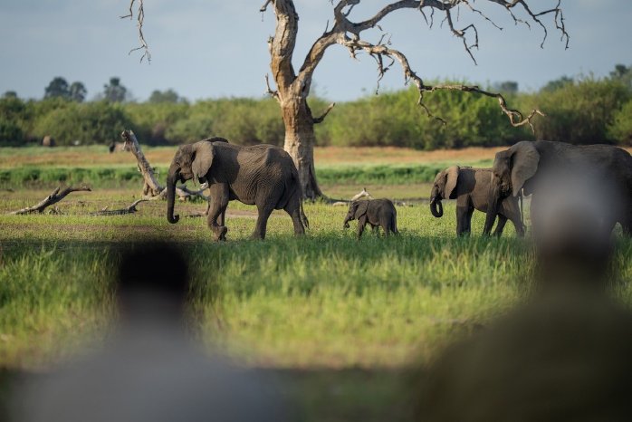 Tansania - Elefanten im Nyerere Nationalpark © Laba Laba.jpg