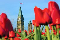 Kanada_Ottawa_Tulip.jpg