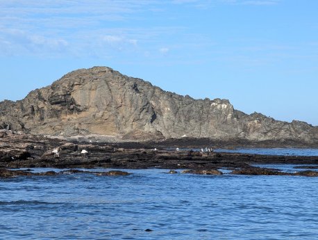 luederitz-halifax-island-pinguine.jpg