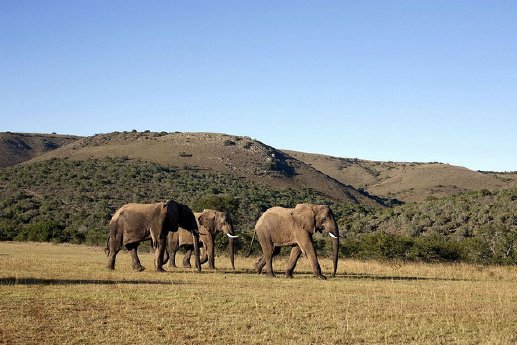 Addo Elephant Park_copyright South African Tourism.jpg