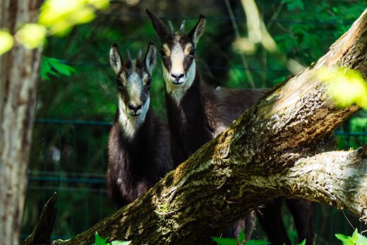 20250429_Tierpark Hellabrunn_Alpengämse_Jan Saurer.jpeg