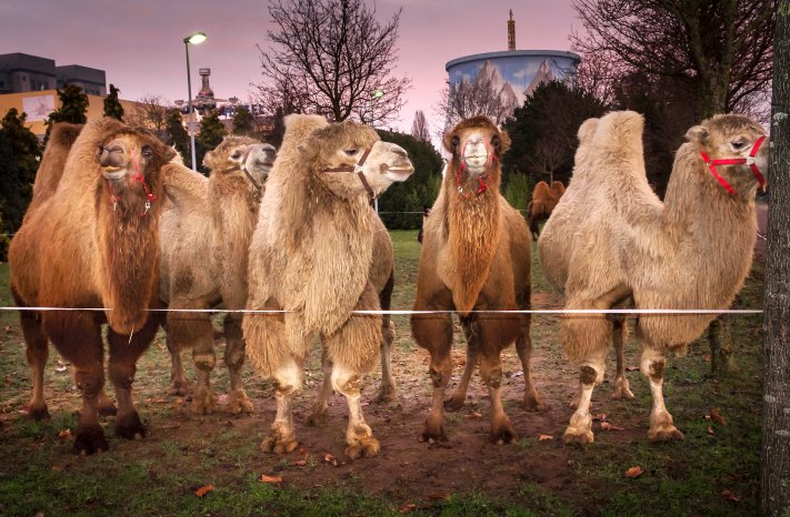 Circus Maximum organisiert Safariland am Niederrhein - auch die Kamele freuen sich schon (c)Wund.jpg