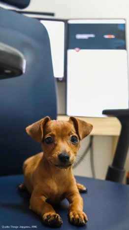 Hund_im_Büro.jpg