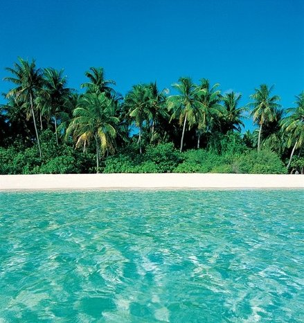 MaldivesLush vegetation.JPG