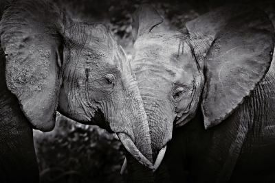 Elephants komp / Fotoarbeiten "Abenteuer Afrika" | Fotos: Susen Reuter
