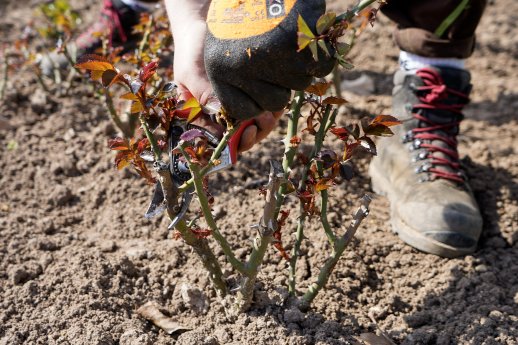 Rosenschnitt (c) Bayer. Staatsbad Bad Kissingen GmbH_Julia Gerber.jpg