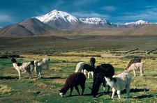 Alpacas aus dem Altiplano, Chile