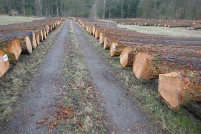 Hochwertiges Nadelholz sehr gefragt
