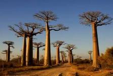 Baobab Bäume in Afrika