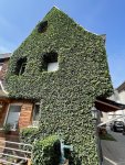 Moderne begrünte Fassaden nutzen keine wandgebundenen Selbstklimmer wie einst der beliebte Efeu, sondern sind als vorgehängte Fassaden angelegt