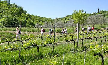 Toskanafeeling erwartet die kleinen Gruppen in der Weinbergregion Colli Orientali del Friuli