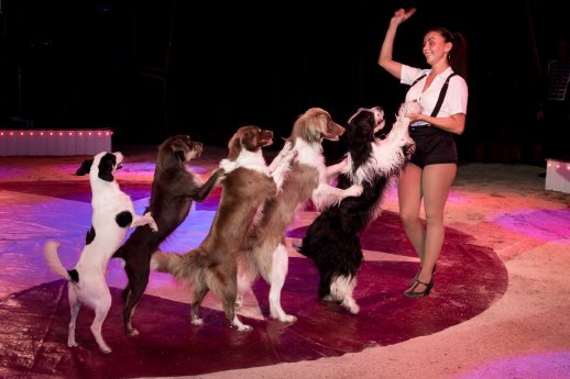 Eine tierisch gute Vierbeinernummer Circus Maximum(c)Wunderland Kalkar.jpg