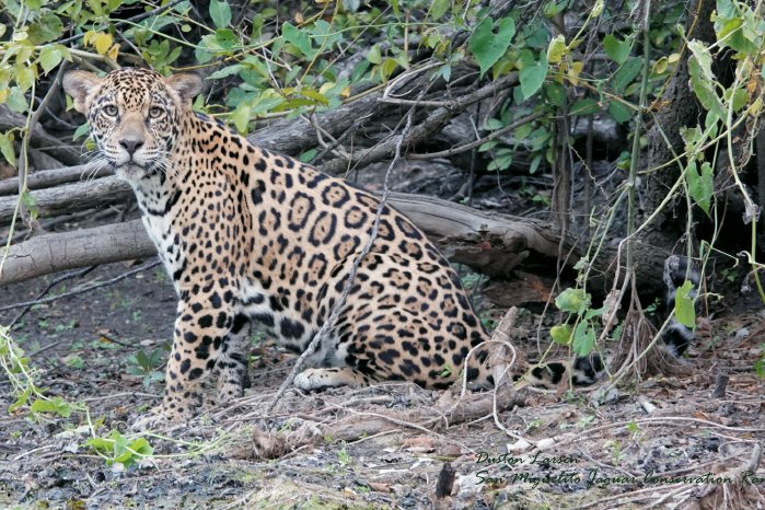 BOLIVIEN - Jaguar Conservation Ranch ┬⌐ Jaguar Conservation Ranch.jpg