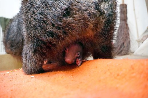 Neugierig streckt der Wombat-Nachwuchs die Pfote aus dem Beutel - Foto Erlebnis-Zoo Hannover.jpg