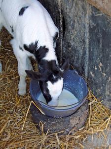 Colostrum, sog. Erstmilch
