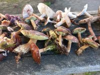 Pilzwanderungen im Ahlenmoor – Halbtages- und Intensivseminare mit Dr. Peter Krahl