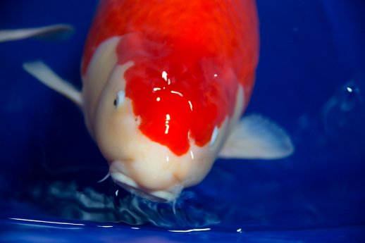 Koi und Aquaristik 4.jpg