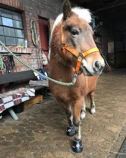 Der beliebte und allseits bewährte Equine Fusion