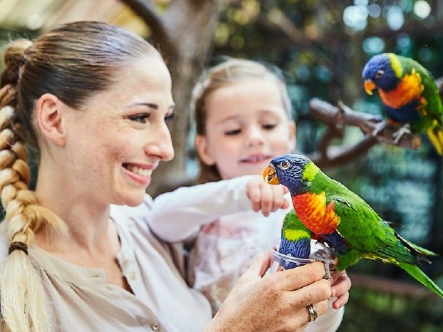 Toowoomba-Weltvogel-main (1).jpg