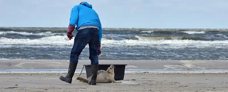 Seehundjäger, Schleswig-Holstein.jpg